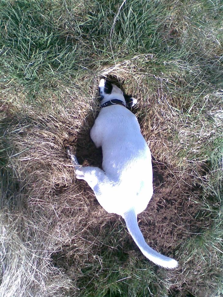 Jack russell terrier Felix - Så har man fået færden af noget:b billede 16