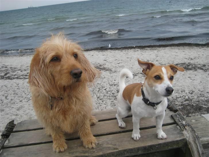 Basset fauve de bretagne Liva - Liva og Buddy på stranden. billede 11