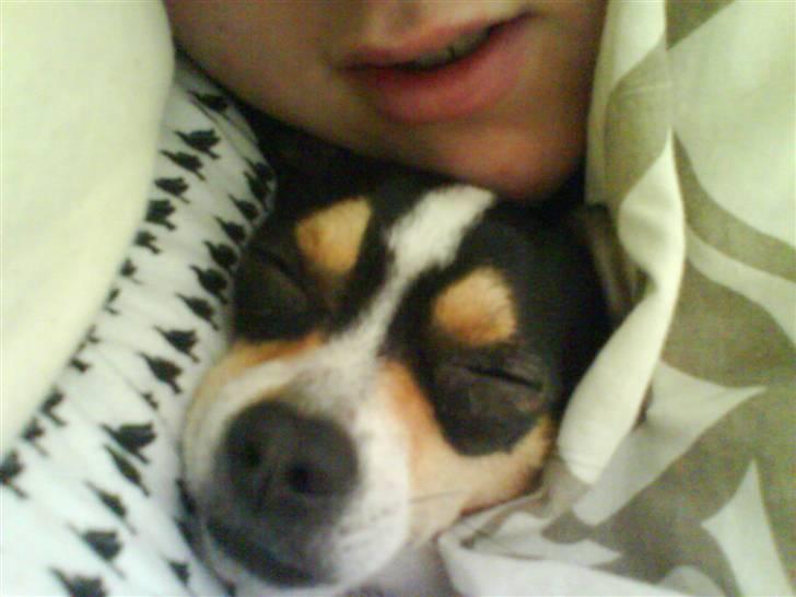 Chihuahua Daffy billede 11