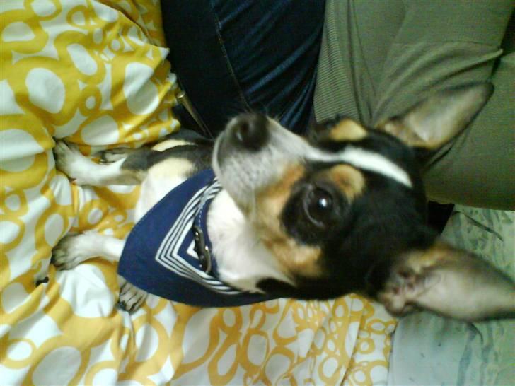 Chihuahua Daffy billede 12