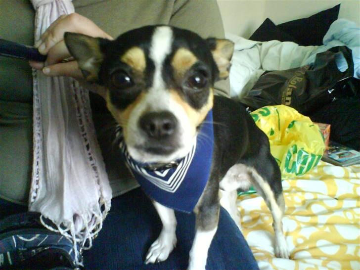 Chihuahua Daffy billede 13