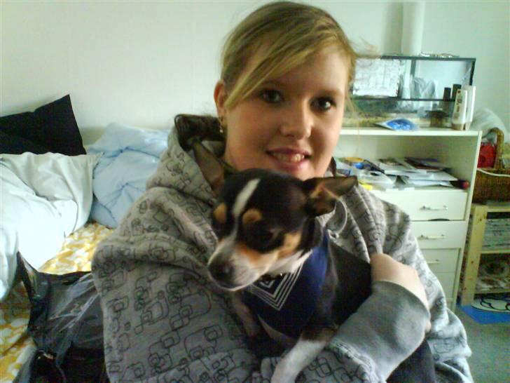 Chihuahua Daffy billede 15