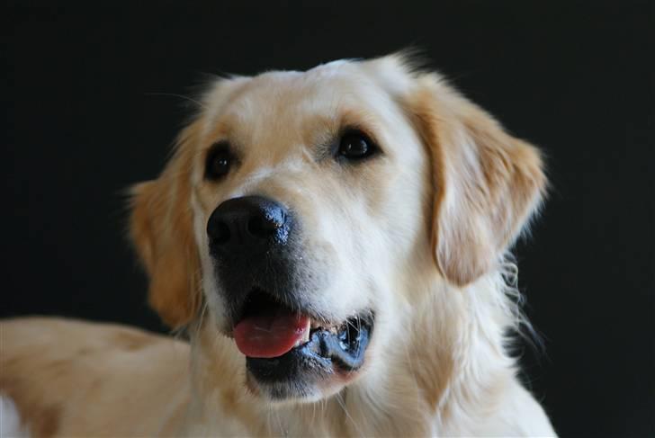 Golden retriever Lapija´s Bianca - Nyt billede 11