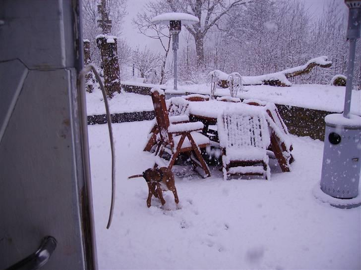 Boxer Arnold, død 24.10.08 billede 11