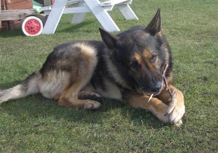 Schæferhund King   R.I.P. 15-07-09 billede 6