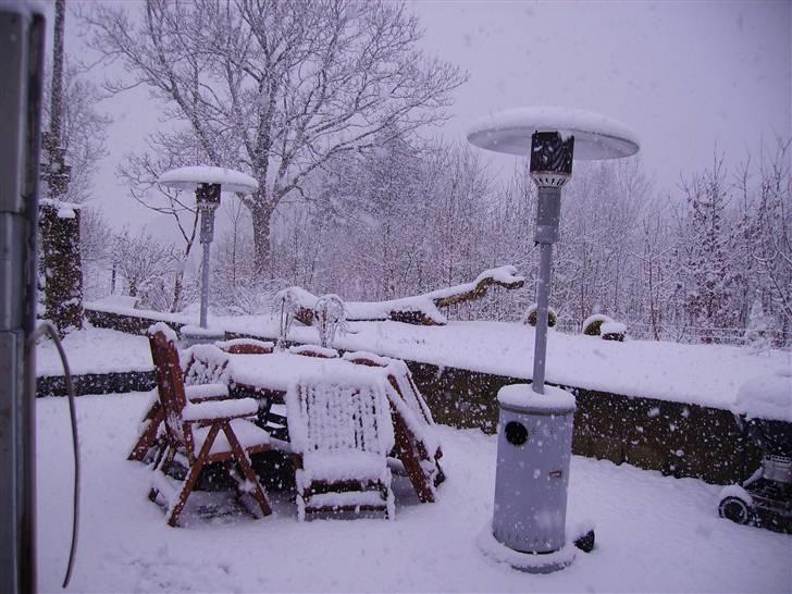 Boxer Arnold, død 24.10.08 billede 12