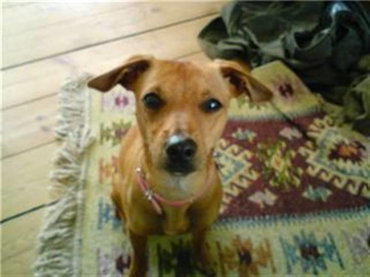 Blanding af racer Fie - Sidder jeg ik pænt ? ;) billede 11