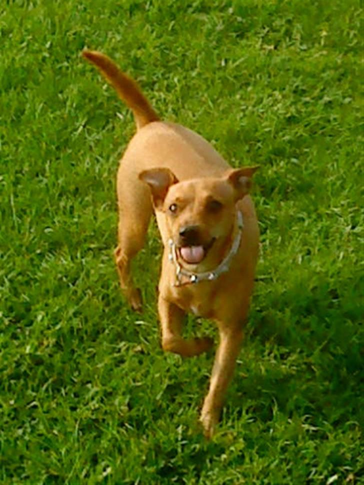 Blanding af racer Fie - Heej ;) billede 12