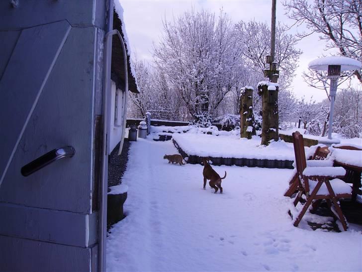 Boxer Arnold, død 24.10.08 billede 13