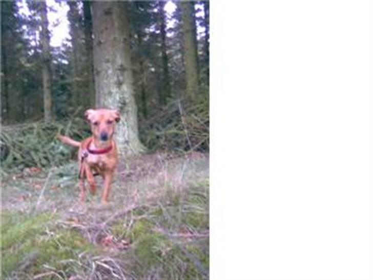 Blanding af racer Fie - Heej billede 13