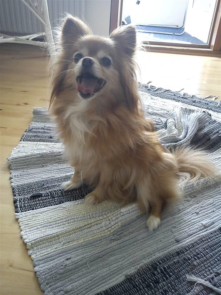 Blanding af racer Bella - Træt efter søgning i stuen - og under tæppet ;-) 2010. billede 18