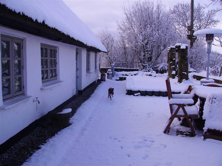 Boxer Arnold, død 24.10.08 billede 14