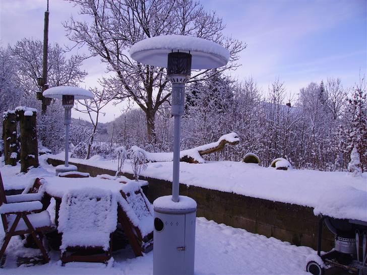 Boxer Arnold, død 24.10.08 billede 15