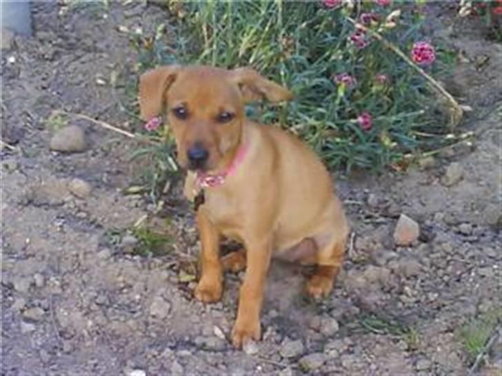 Blanding af racer Fie - Heej billede 14