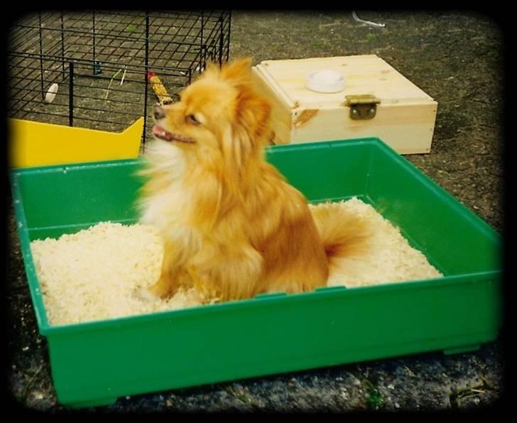 Blanding af racer Bella - :-) billede 19