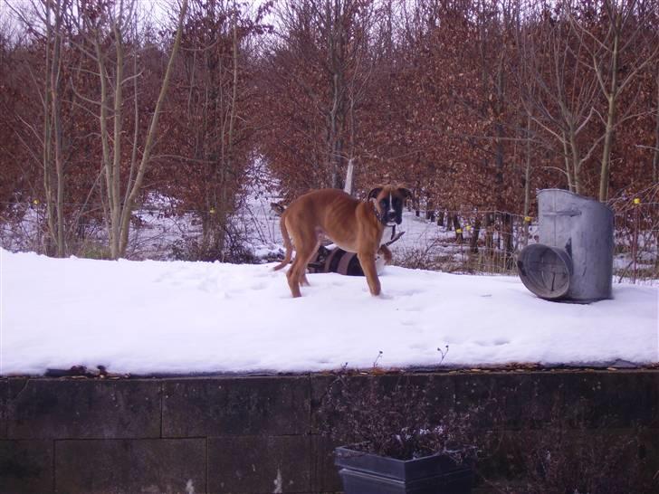 Boxer Arnold, død 24.10.08 billede 16