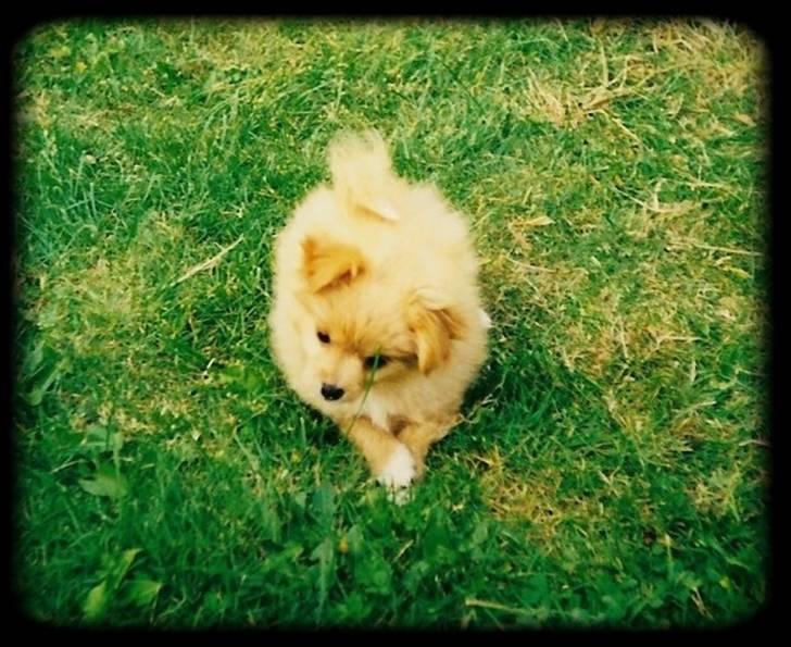 Blanding af racer Bella - Baby Bella :-) billede 20