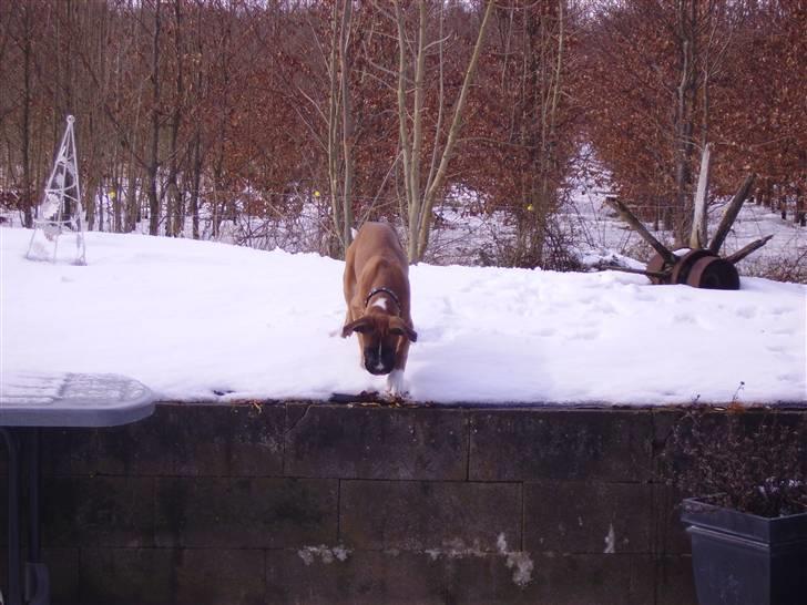 Boxer Arnold, død 24.10.08 billede 17