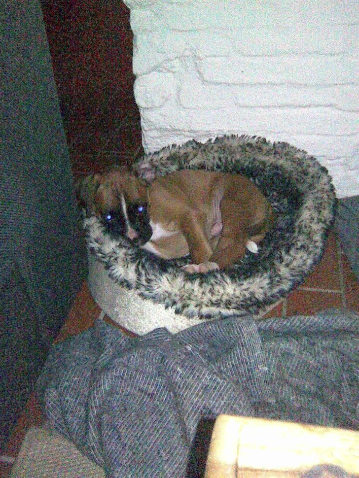 Boxer Arnold, død 24.10.08 billede 18