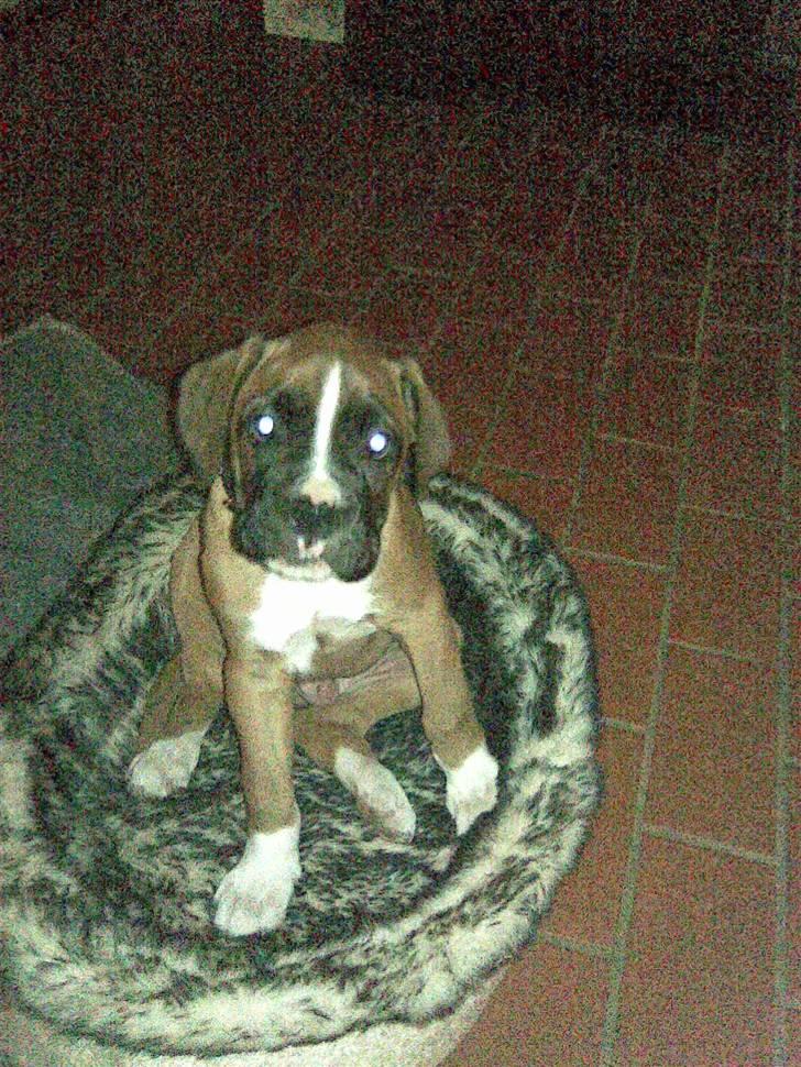 Boxer Arnold, død 24.10.08 billede 19