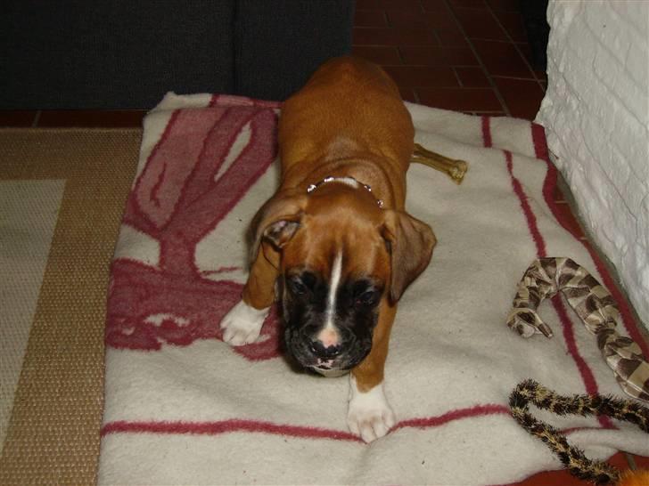 Boxer Arnold, død 24.10.08 billede 20