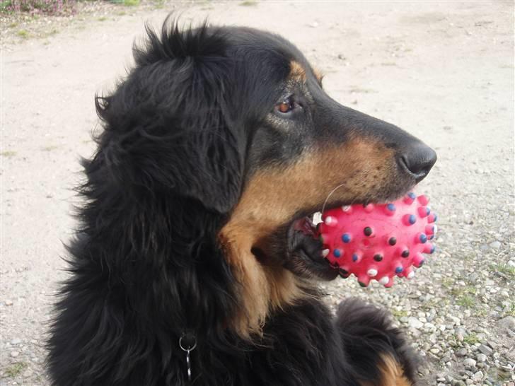 Hovawart Holley - Holley i april...med sin yndlingsbold!! billede 19