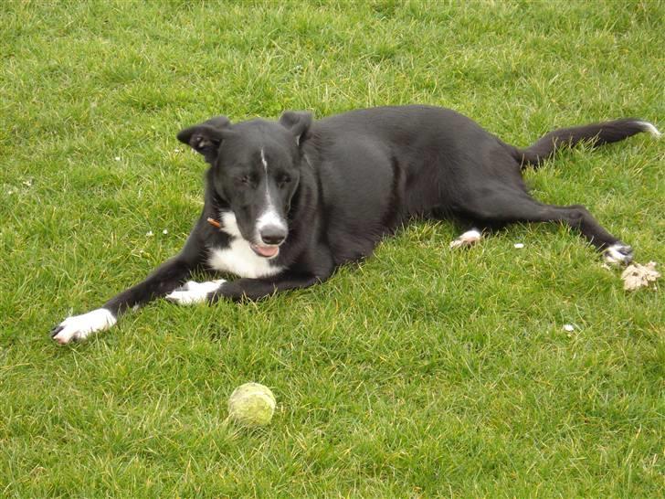 Border collie Trille billede 4