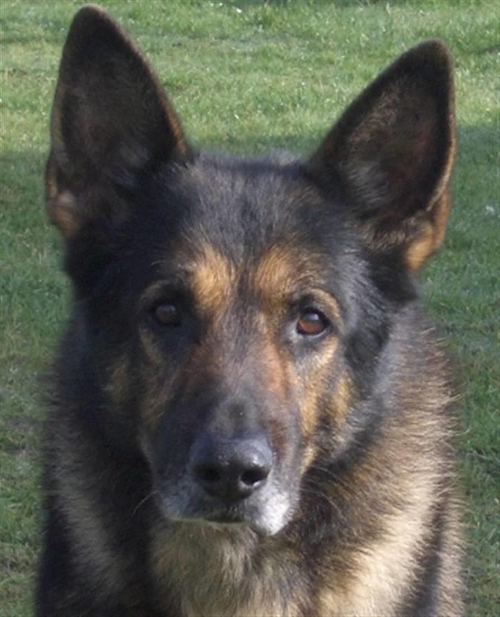 Schæferhund King   R.I.P. 15-07-09 billede 7