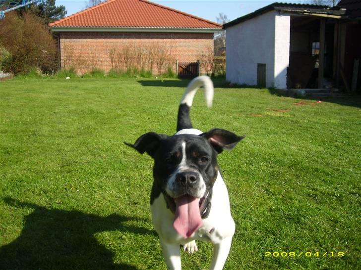 Blanding af racer molly billede 16