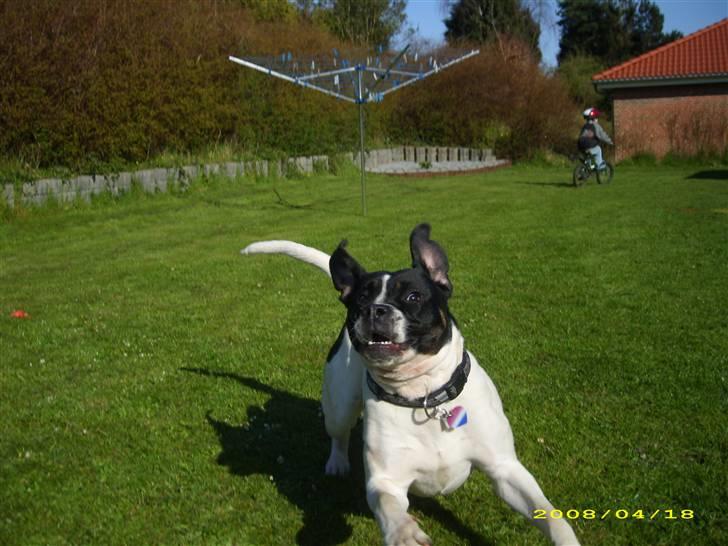 Blanding af racer molly - det her er min gode side *SS* billede 17