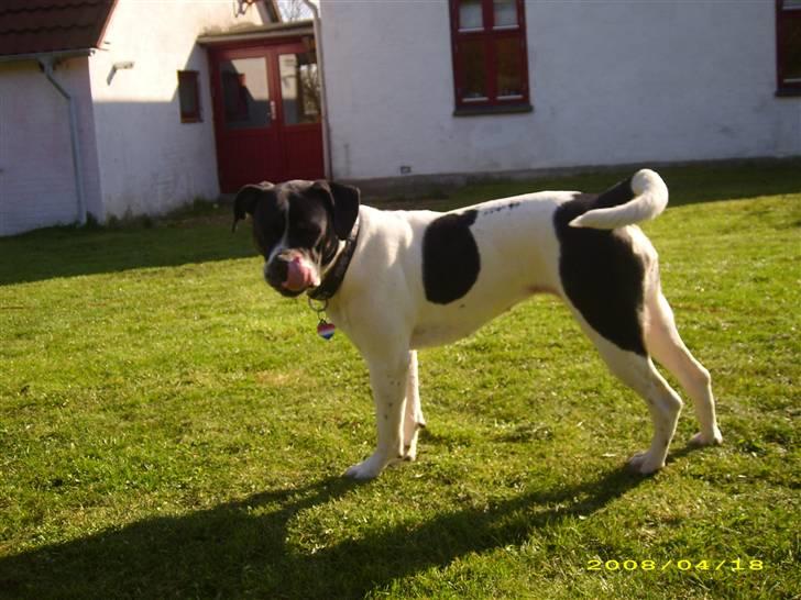 Blanding af racer molly billede 18