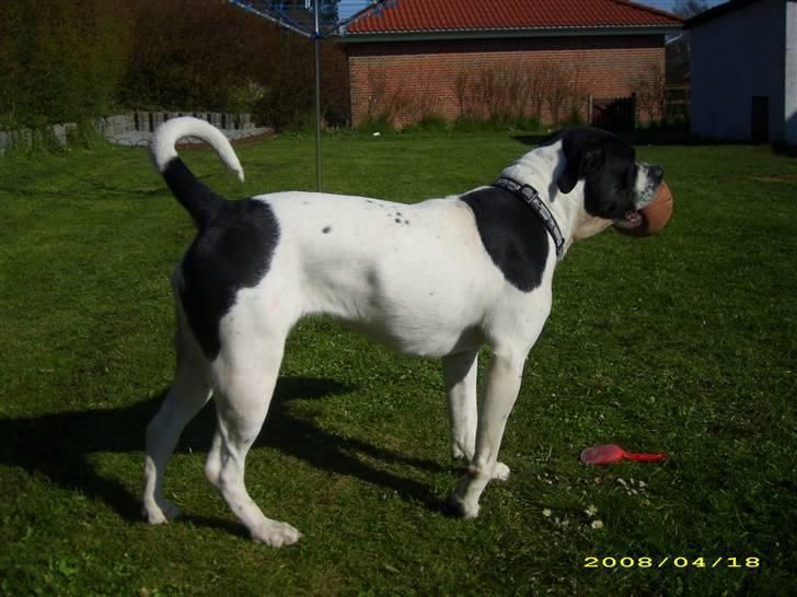 Blanding af racer molly - klar til fodbold billede 19