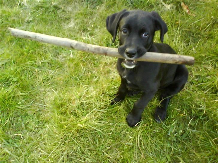 Blanding af racer Jazz - "Jeg sagde det jo, jeg kan SAGTENS håndtere sådan en stor pind..LEARN!" billede 6