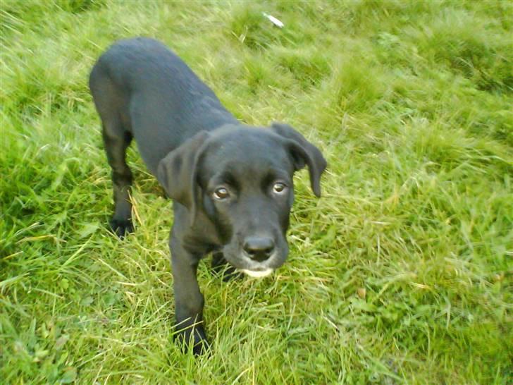 Blanding af racer Jazz - "Så hold dog op med de billeder, kvindemenneske!" billede 7