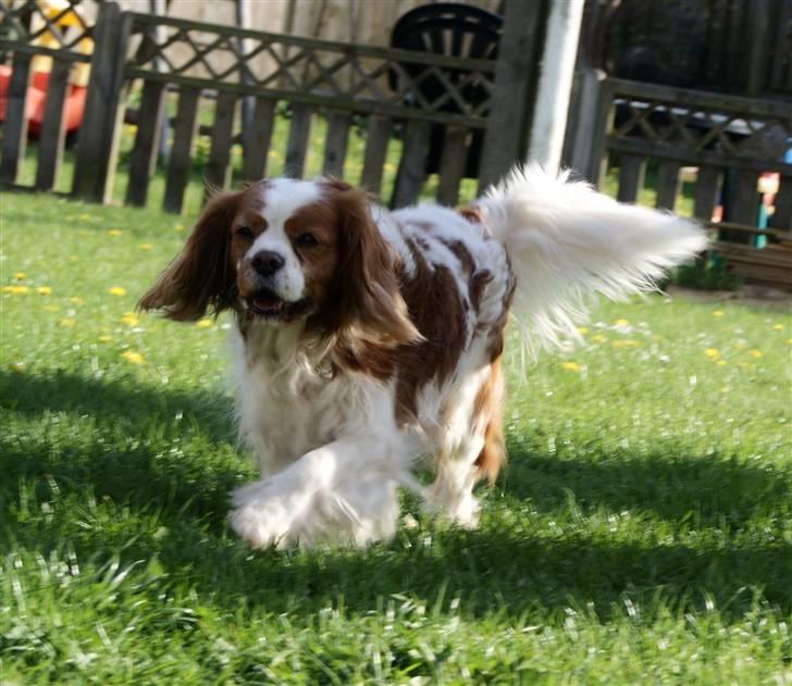 Cavalier king charles spaniel Simba R.I.P <3 - 02/05-2010 :) billede 16