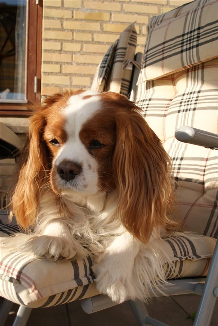 Cavalier king charles spaniel Simba R.I.P <3 - Ligger på havestolen og slapper af<3 billede 17