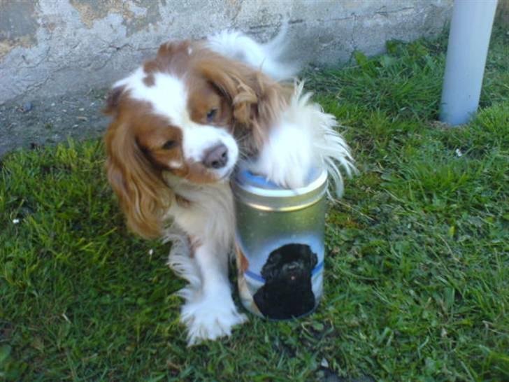 Cavalier king charles spaniel Simba R.I.P <3 - Jeg vil have min godbidder, NU! :D billede 18
