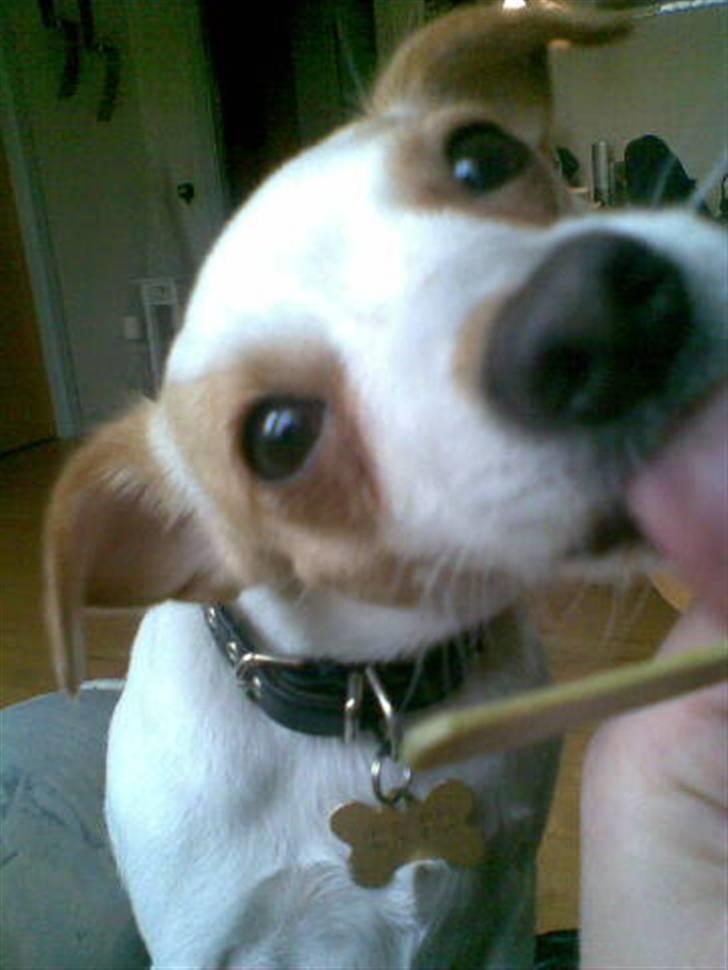 Dansk svensk gaardhund Fifi Jørnsen - uuuhmm en ispind;) billede 19