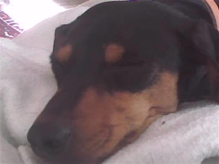 Gravhund Sindy - sover ;) billede 14