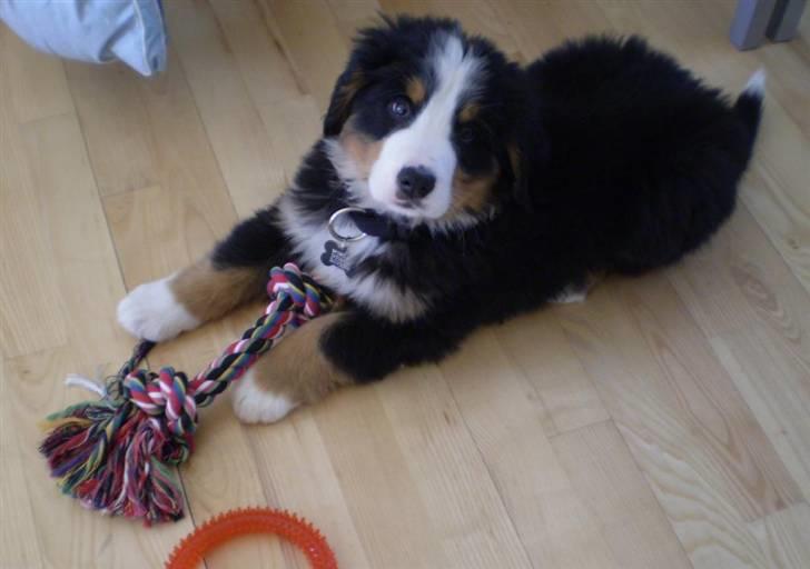 Berner sennenhund Morgan - Hvis du tager mit legetøj, ligger jeg en besked på gulvet ;) billede 13