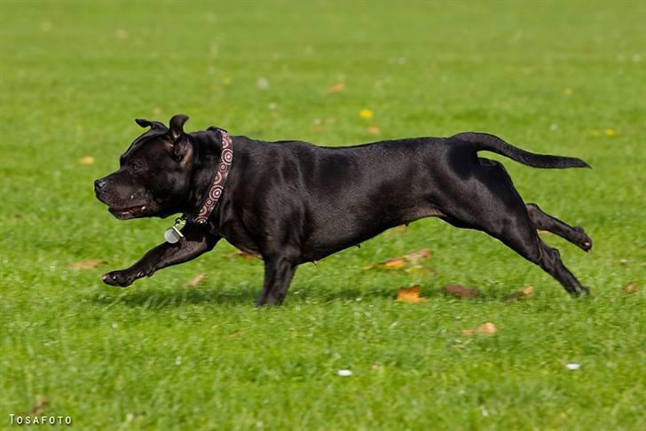 Staffordshire bull terrier DKCH.LilleBabe (RIP 20/4-11) - 19/10-08 billede 16