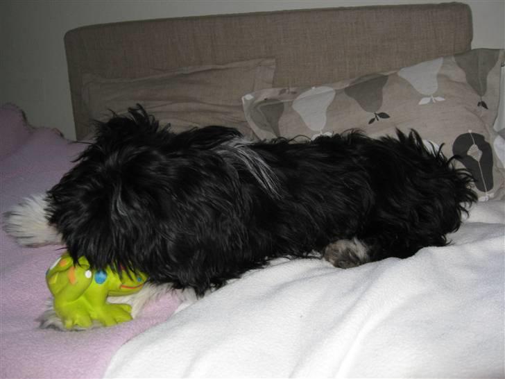 Lhasa apso Fulton von Moisen  billede 2