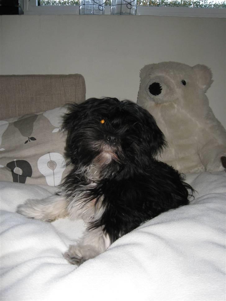 Lhasa apso Fulton von Moisen  billede 3