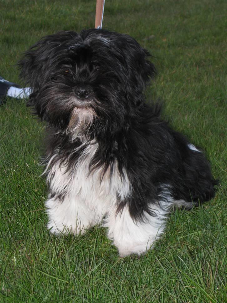 Lhasa apso Fulton von Moisen  billede 4