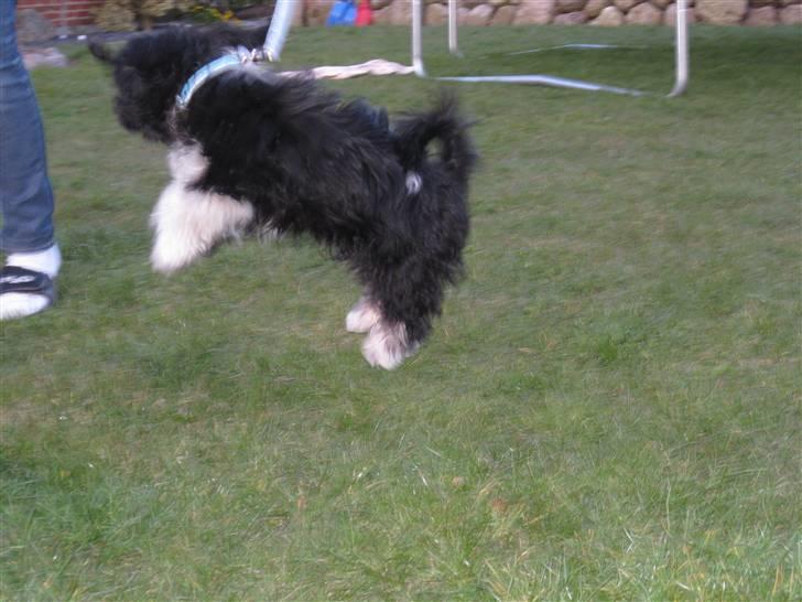 Lhasa apso Fulton von Moisen  billede 5