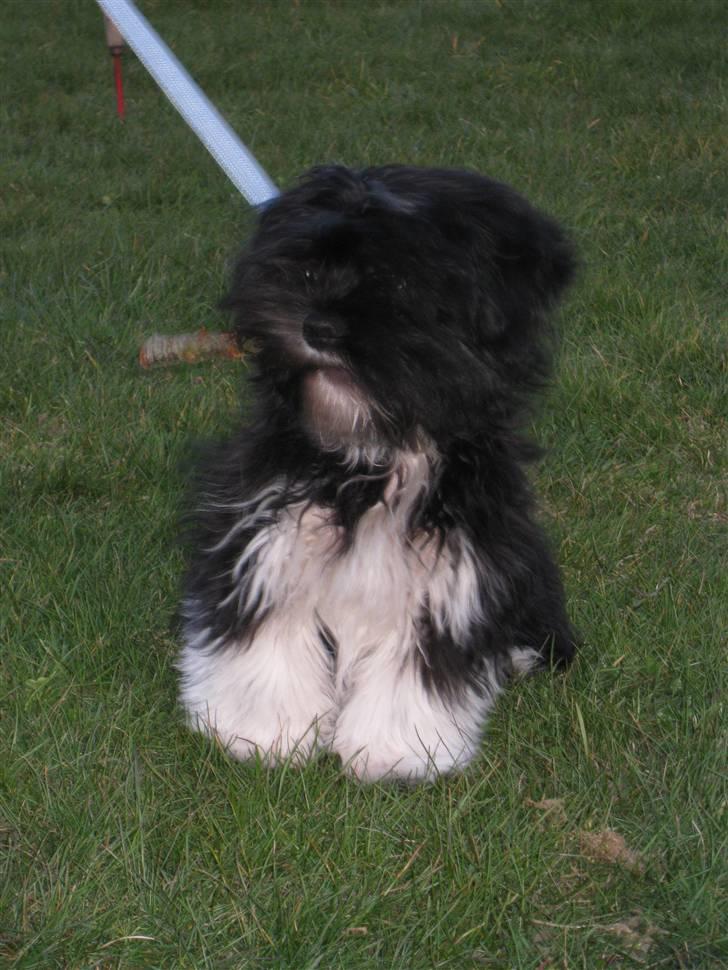 Lhasa apso Fulton von Moisen  billede 6