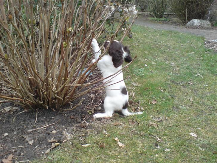 Field Trial spaniel Dina af Lang's - KOM AN!! billede 7