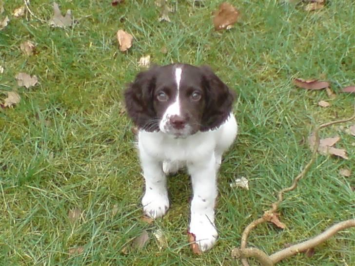 Field Trial spaniel Dina af Lang's billede 8