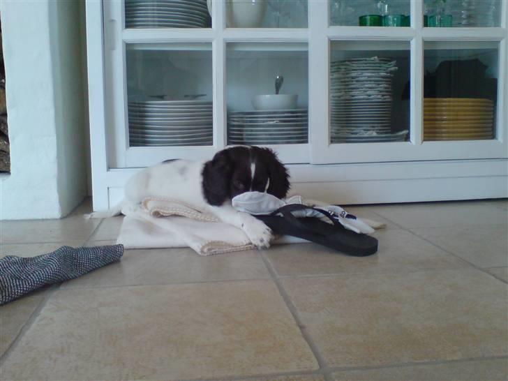 Field Trial spaniel Dina af Lang's - UPS det skulle far ikke lige ha set.  billede 9