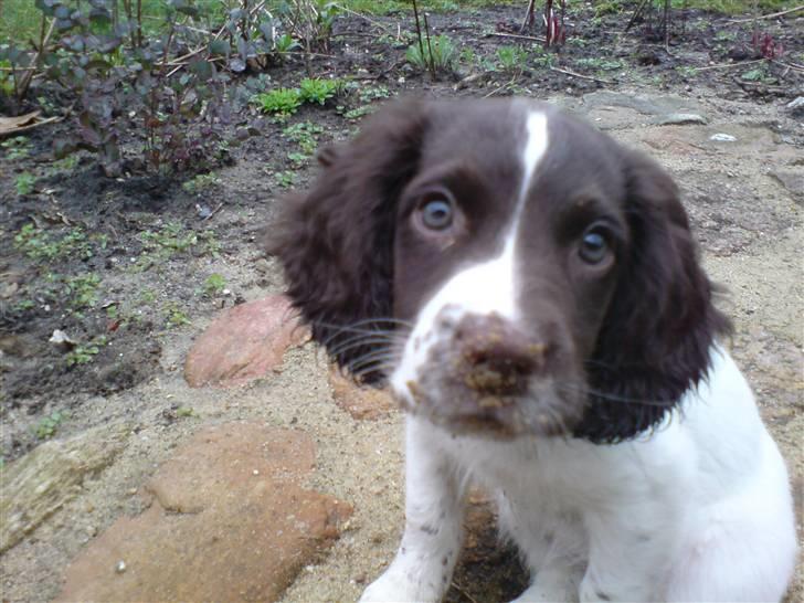 Field Trial spaniel Dina af Lang's - Jeg laver da ikke noget......Graver ihvertfald slet ikke i farmors blomsterbed nej da. :P billede 10
